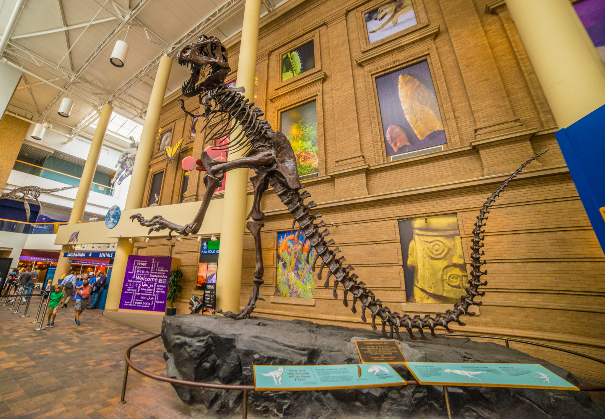 The Denver Museum of Nature & Science features a T-Rex skeleton and lots of great exhibits for kids! - Exploring Through Life