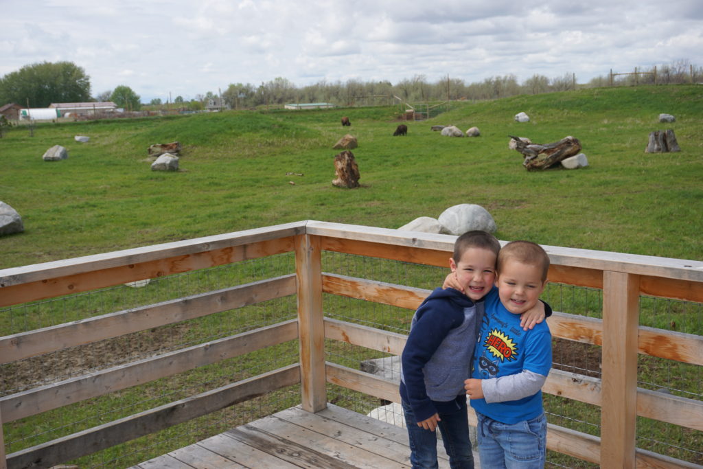 Bison Exhibit - ZooMontana with Kids - Exploring Through Life