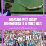 ZooMontana in Billings, Montana, is a great kid-friendly option when in Montana. If you are looking for things to do with kids in Billings, this should be at the top of your list!