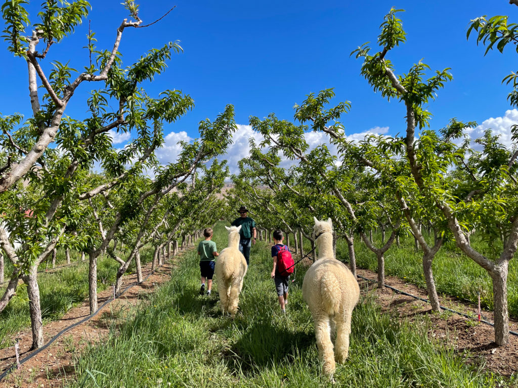 Two boys walk light-colored alpaca through a peach orchard in Grand Junction, Colorado. The orchard is very green and the sky is bright blue.